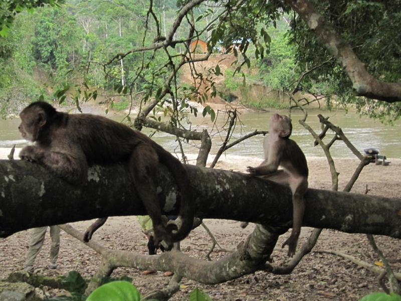 Grand Selva Lodge & Tours テナ エクステリア 写真