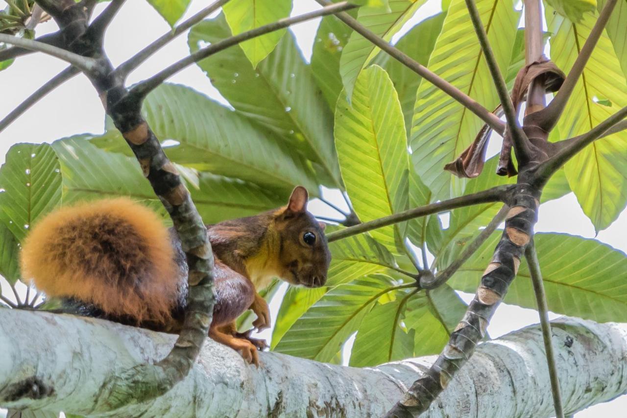 Grand Selva Lodge & Tours テナ エクステリア 写真