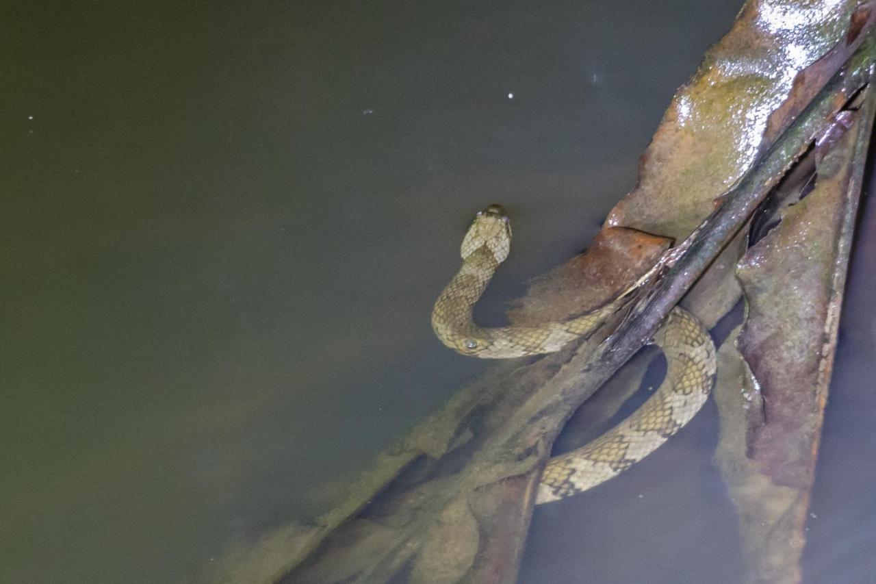Grand Selva Lodge & Tours テナ エクステリア 写真