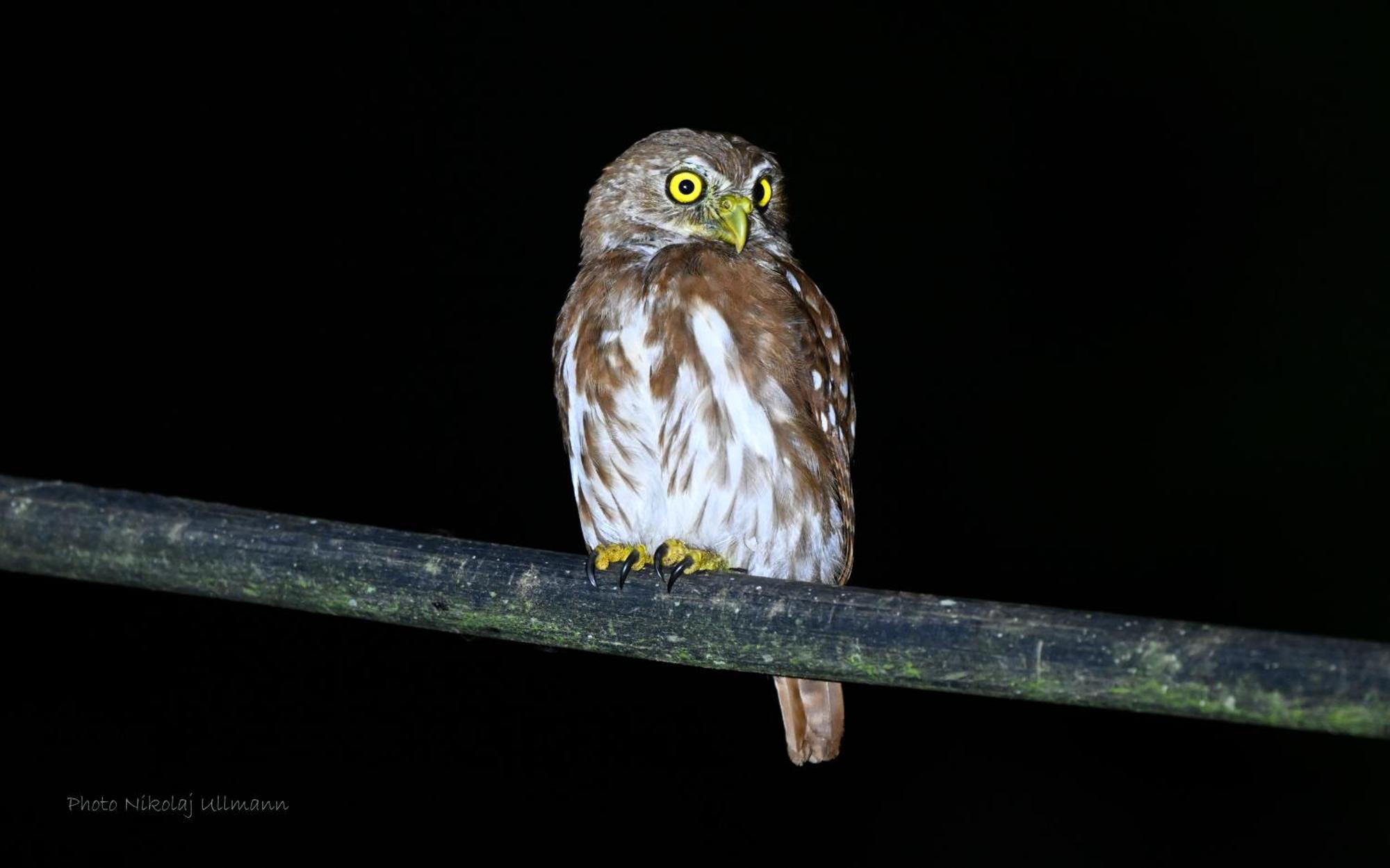 Grand Selva Lodge & Tours テナ エクステリア 写真