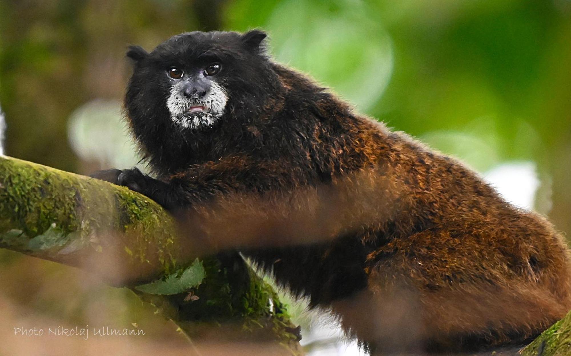Grand Selva Lodge & Tours テナ エクステリア 写真