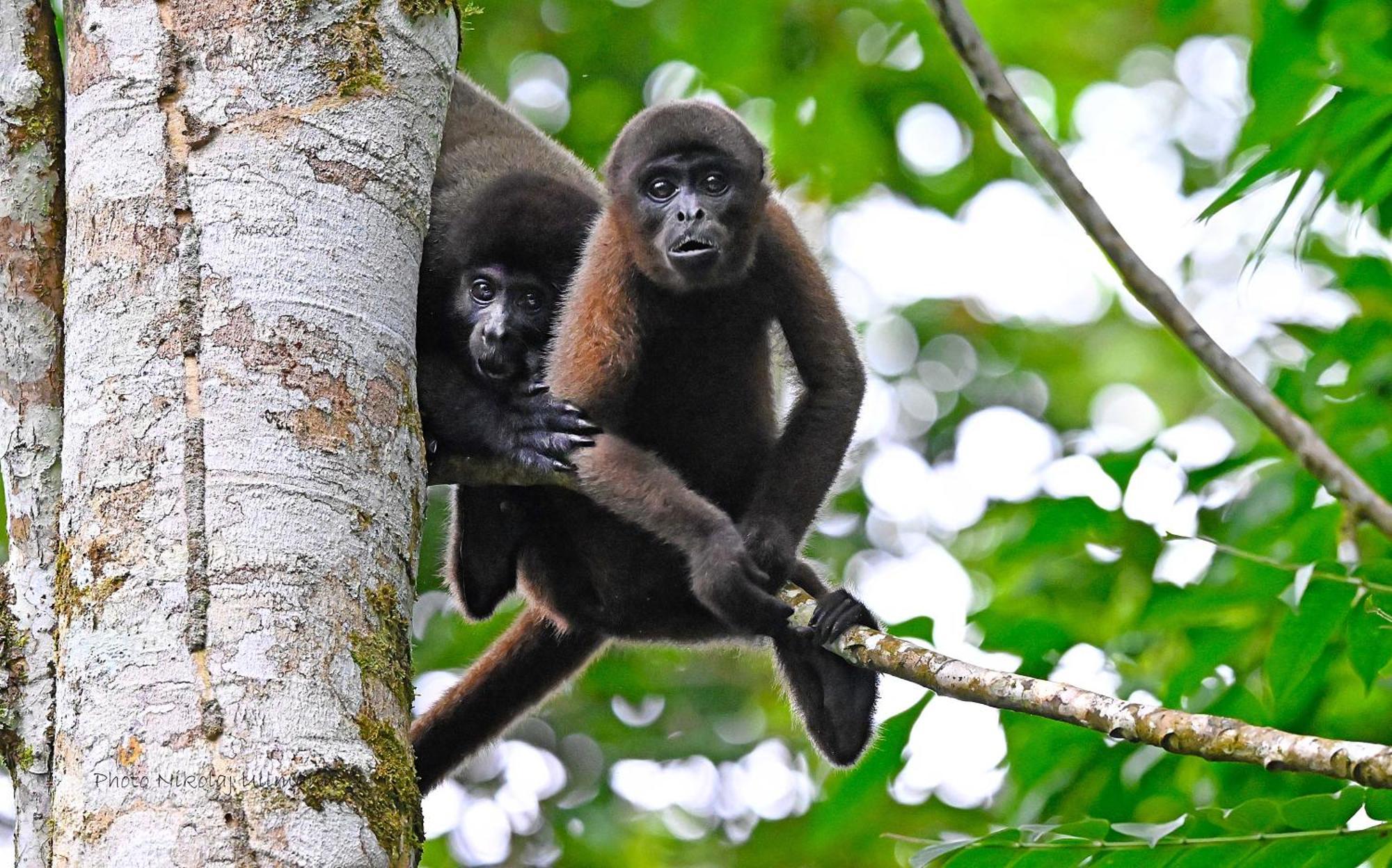 Grand Selva Lodge & Tours テナ エクステリア 写真