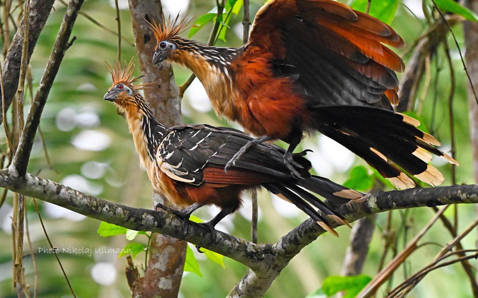 Grand Selva Lodge & Tours テナ エクステリア 写真